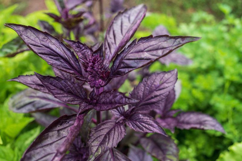 Purple Basil