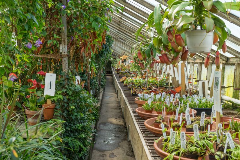 Exotic Plant Collections