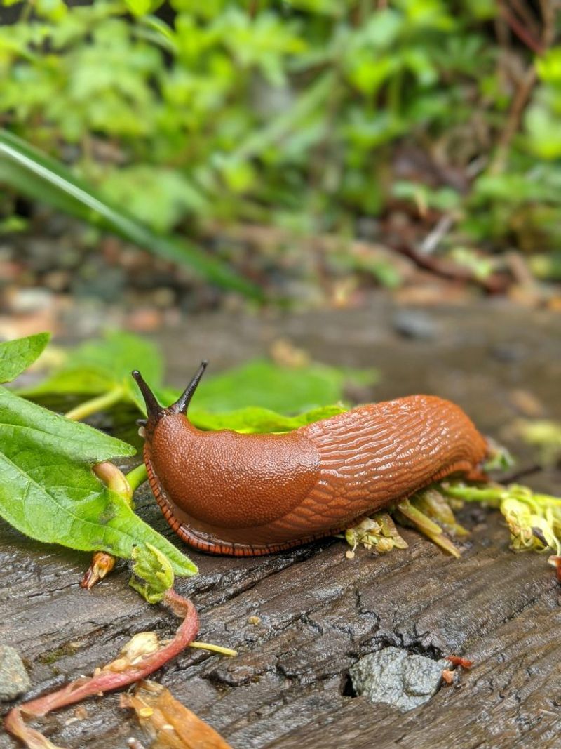 Wildlife Encouragement (frogs, hedgehogs, birds)