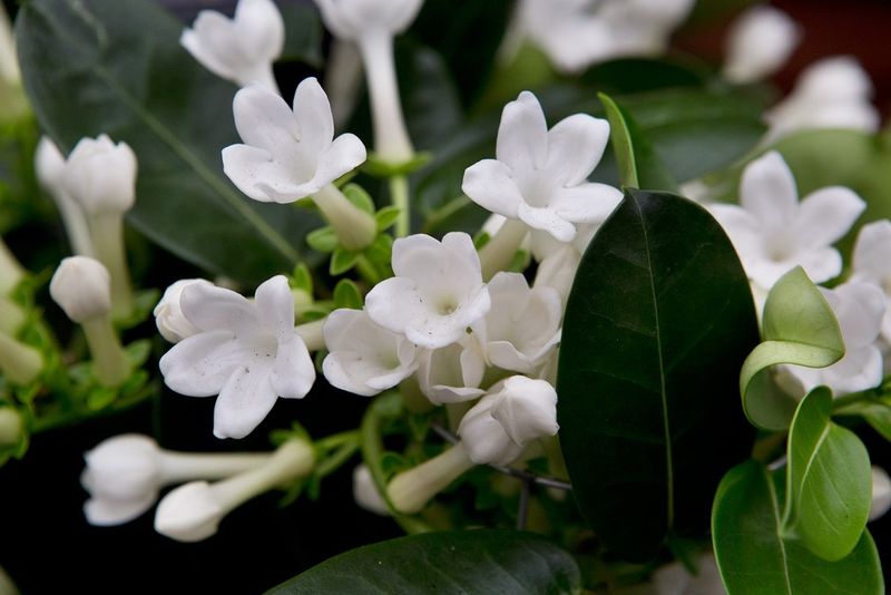 Stephanotis (Madagascar Jasmine)