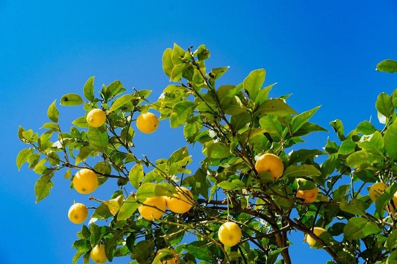Lemons