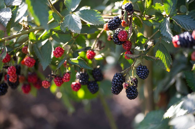 Blackberries