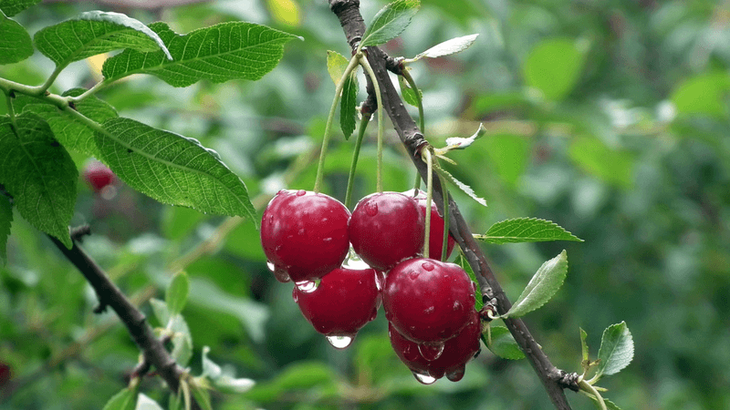 Cherries