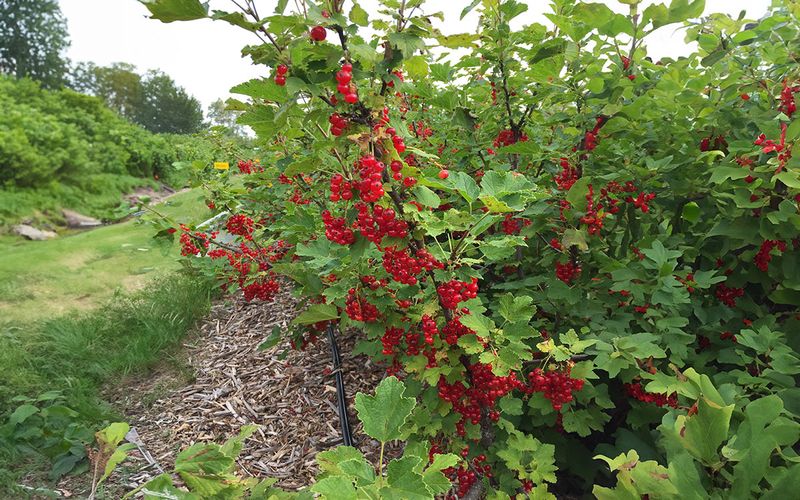 Currants (red or black)