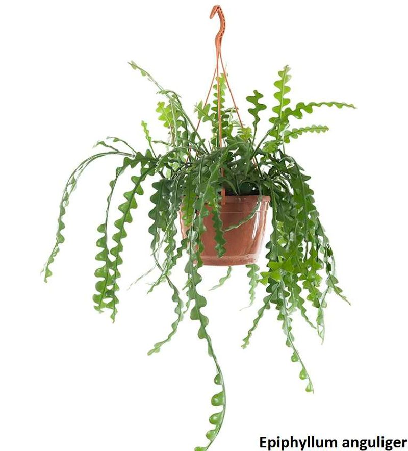 Fishbone Cactus (Epiphyllum anguliger)