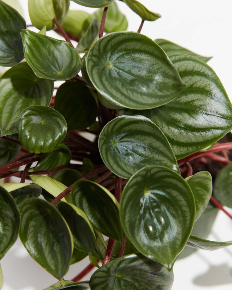 Peperomia