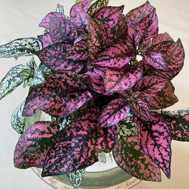 Polka Dot Plant