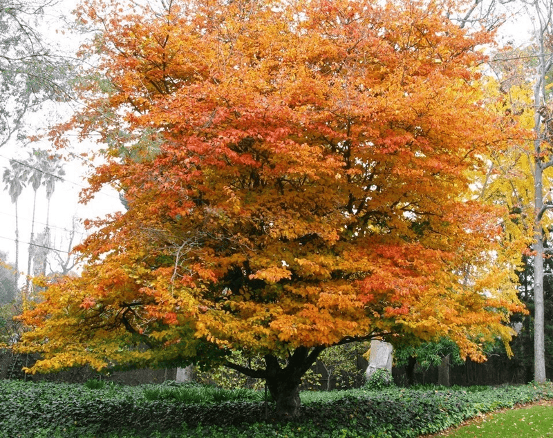 Persian Ironwood (Parrotia persica)