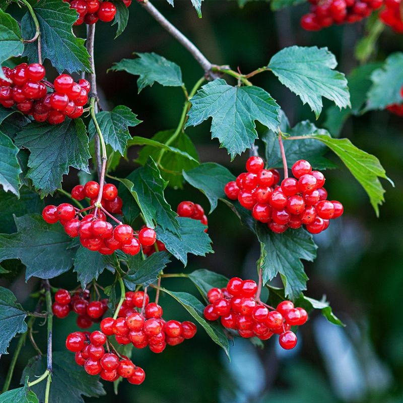 American Cranberrybush (Viburnum trilobum)