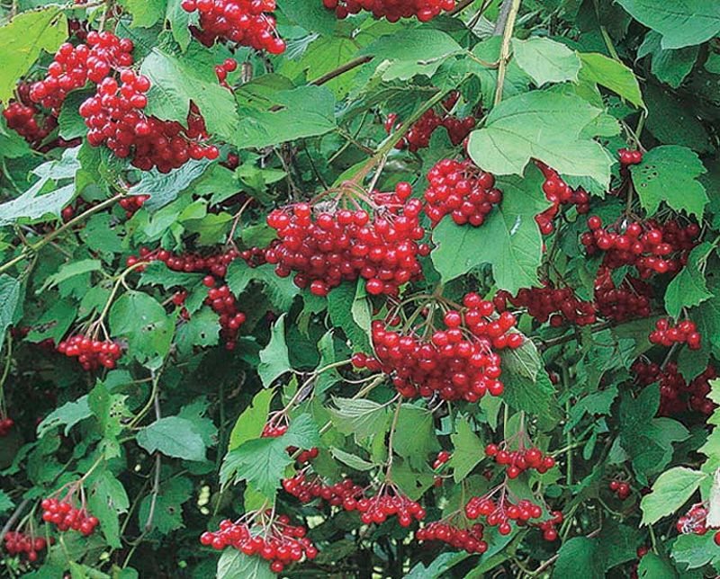 Highbush Cranberry (Viburnum opulus)