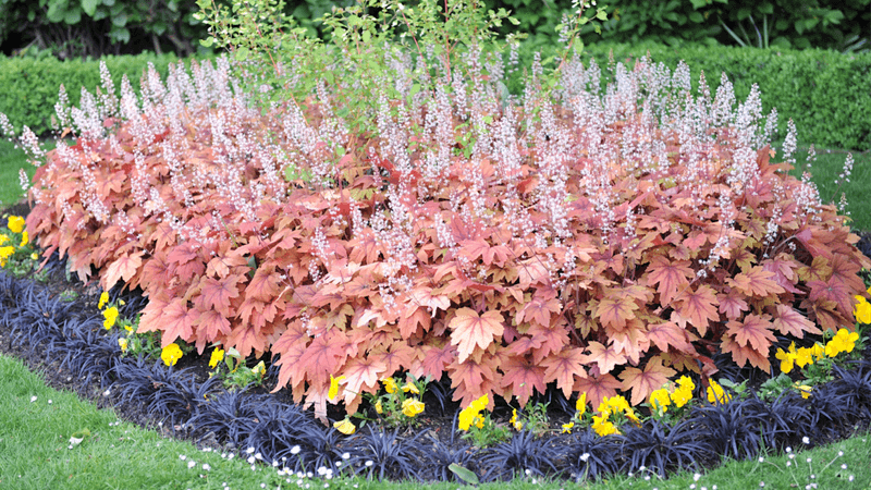 Coral Bells (Heuchera)