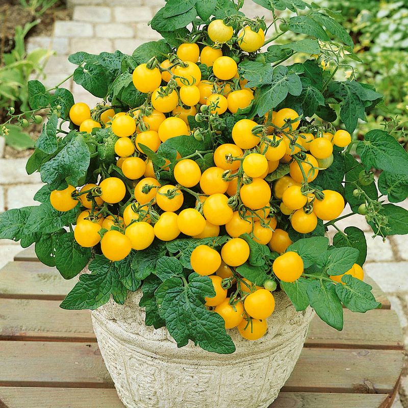 Balcony Yellow Tomato