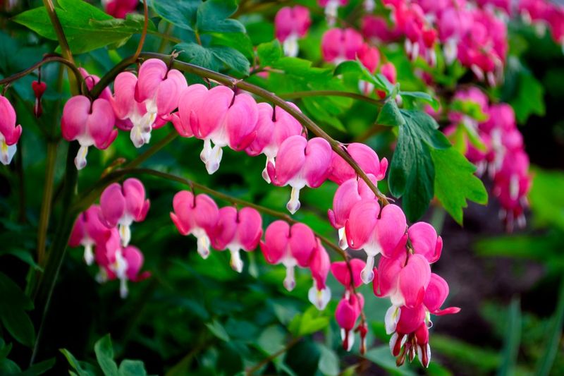 Bleeding Heart