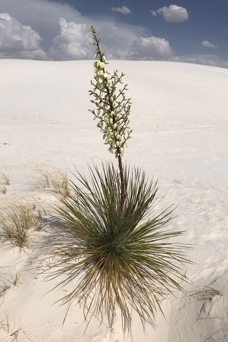 Yucca