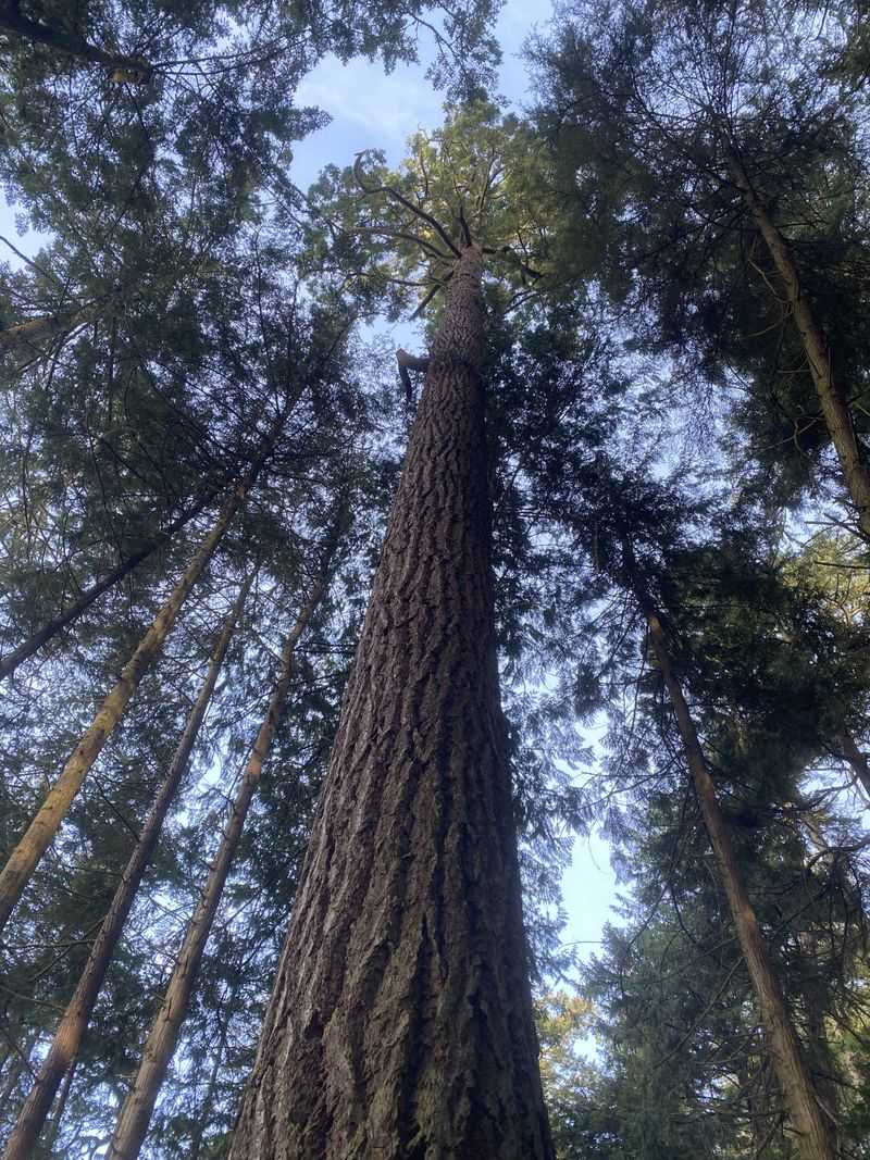 Douglas Fir (Pseudotsuga menziesii)