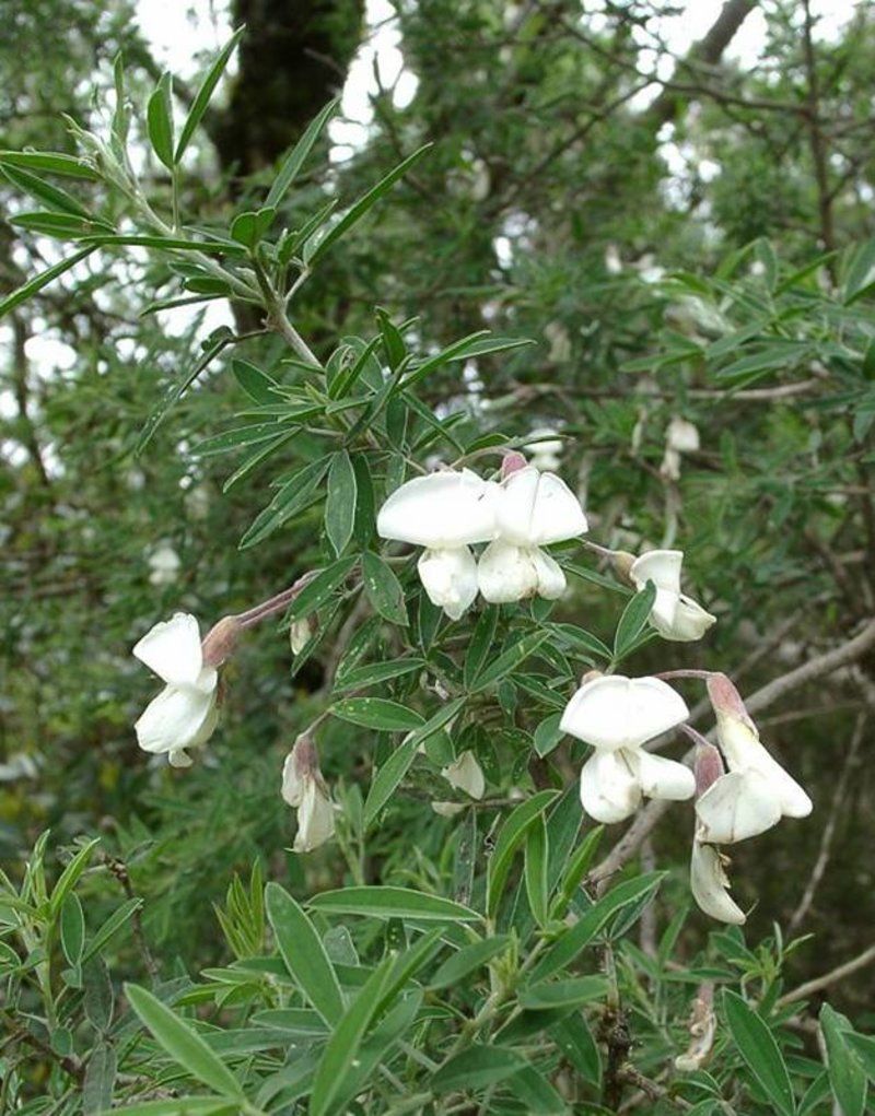Tagasaste (Tree Lucerne, Chamaecytisus palmensis)