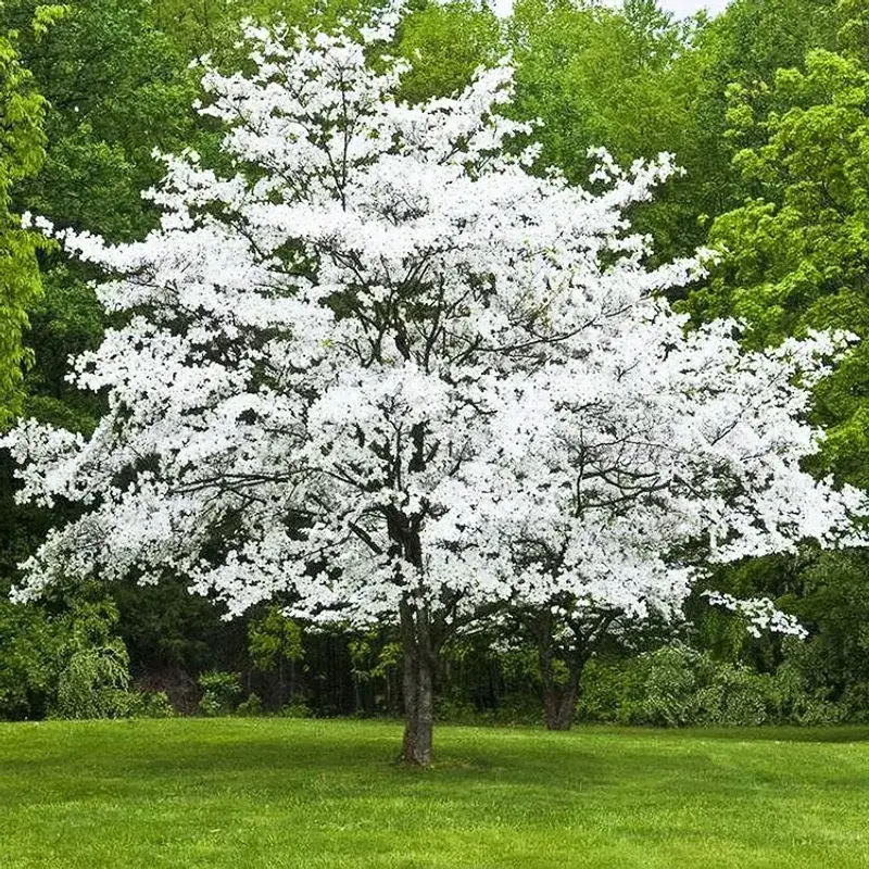 Dogwood
