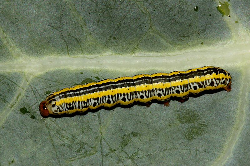 Zebra Caterpillar