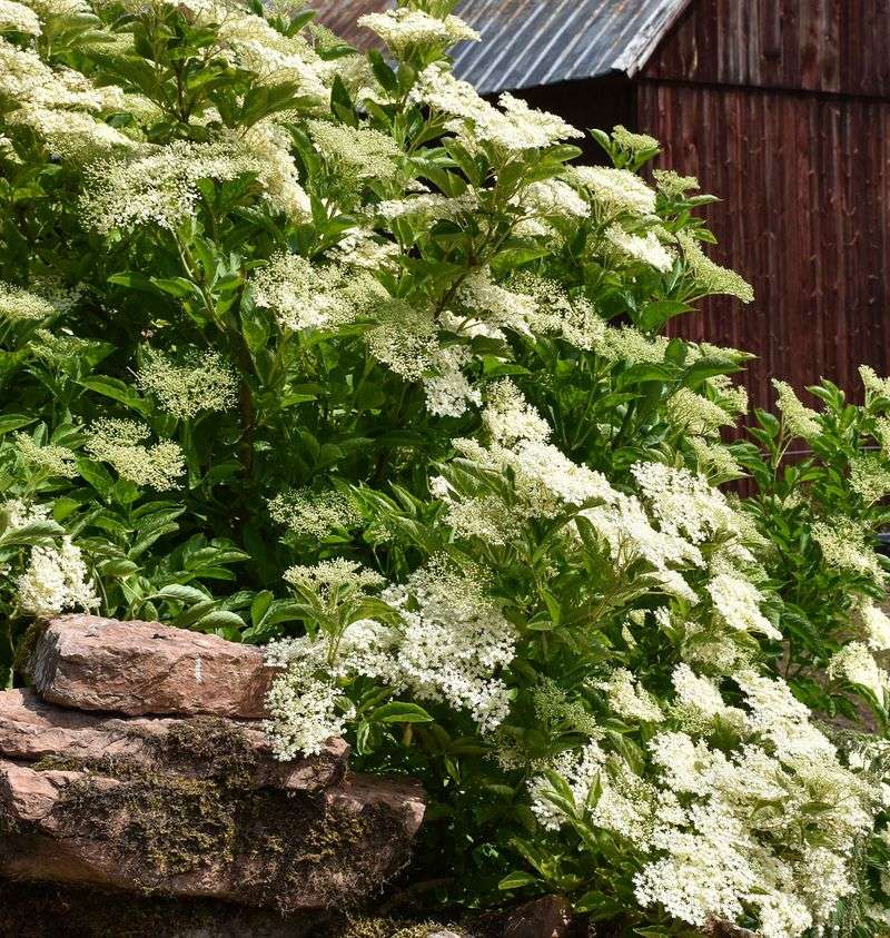 Elderberry's Wild Flavor