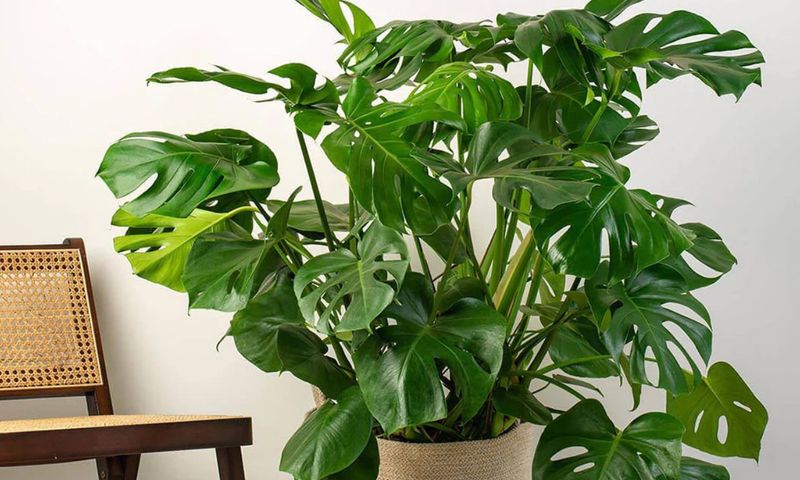 Improving Aesthetic Appeal