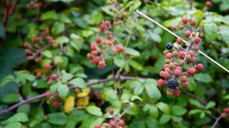 Rapid Underground Root Spread