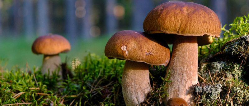 Porcini (Boletus edulis)