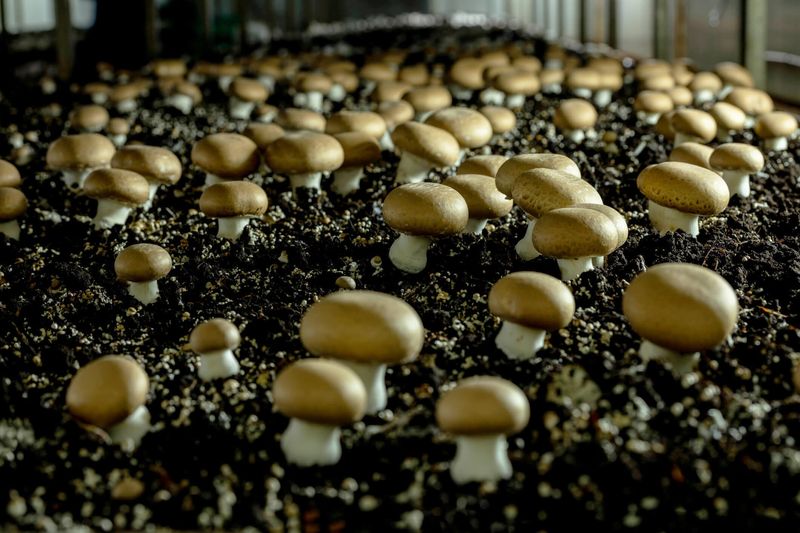 Portobello Mushrooms