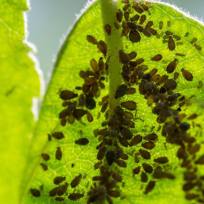 Remove Infested Leaves