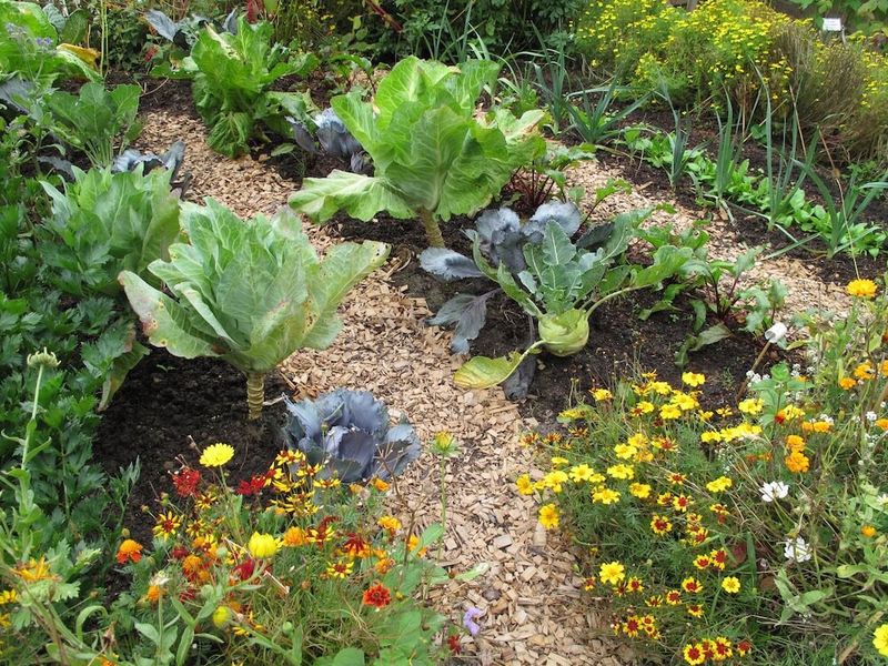 Neglecting Companion Planting