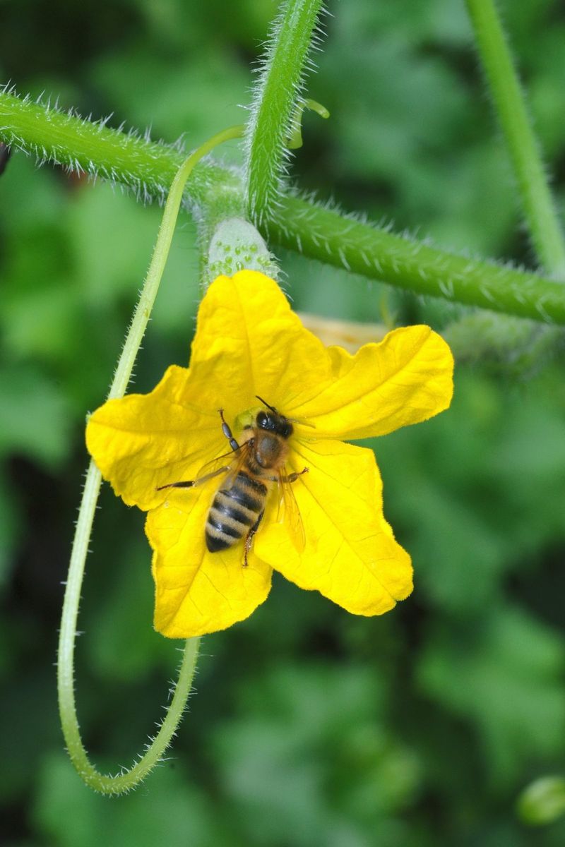 Pollinator Attraction