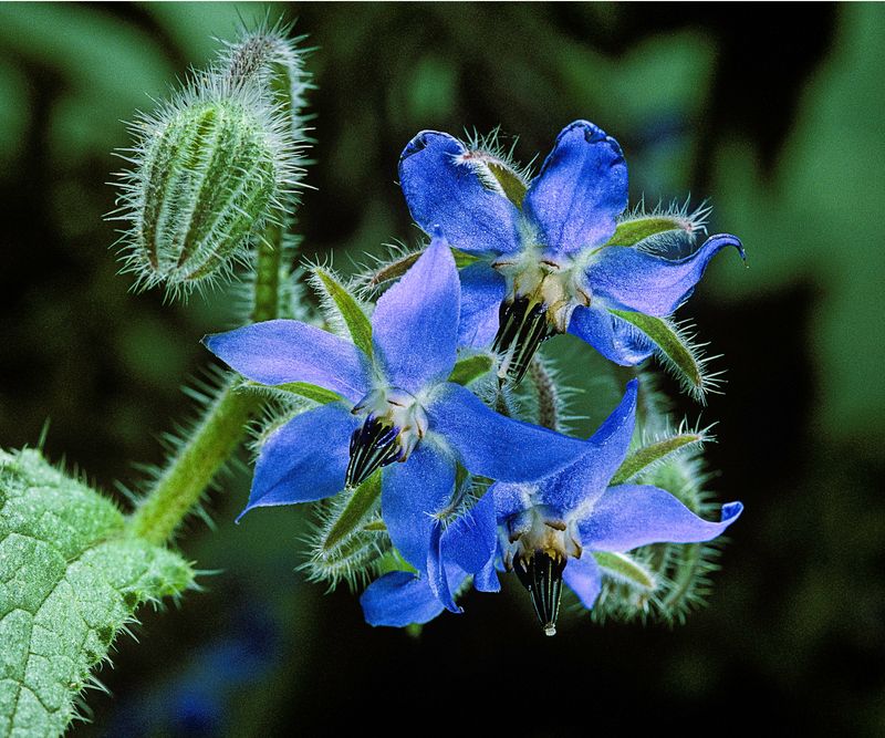 Borage (Borago officinalis)