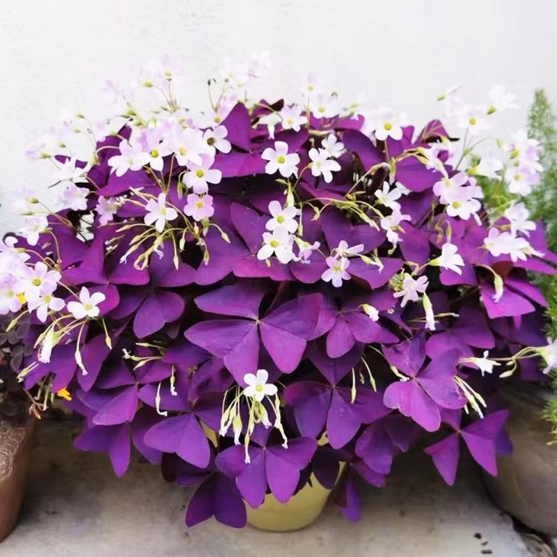 Oxalis Triangularis (Purple Shamrock)