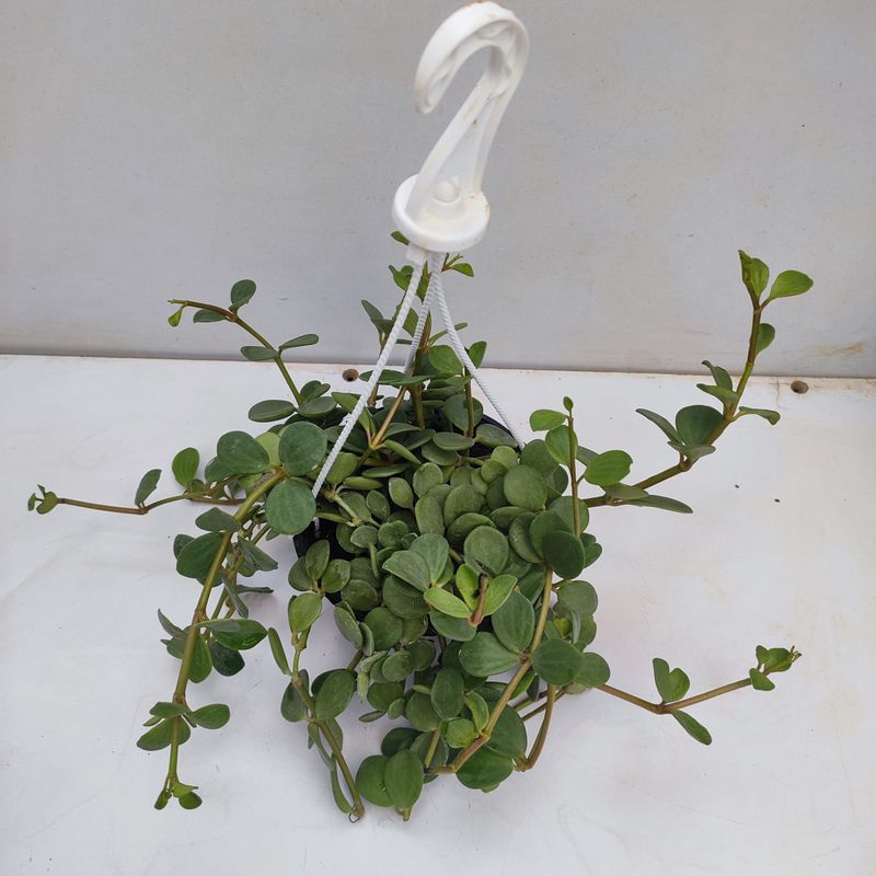 Peperomia ‘Hope’ (Peperomia rotundifolia)