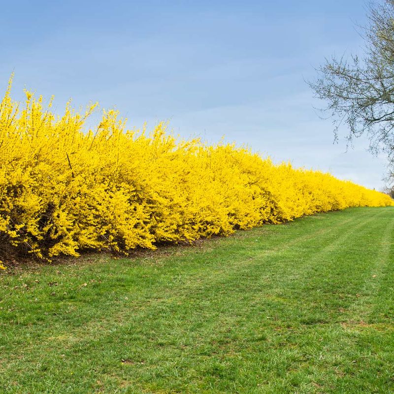 Forsythia 'Lynwood Gold'