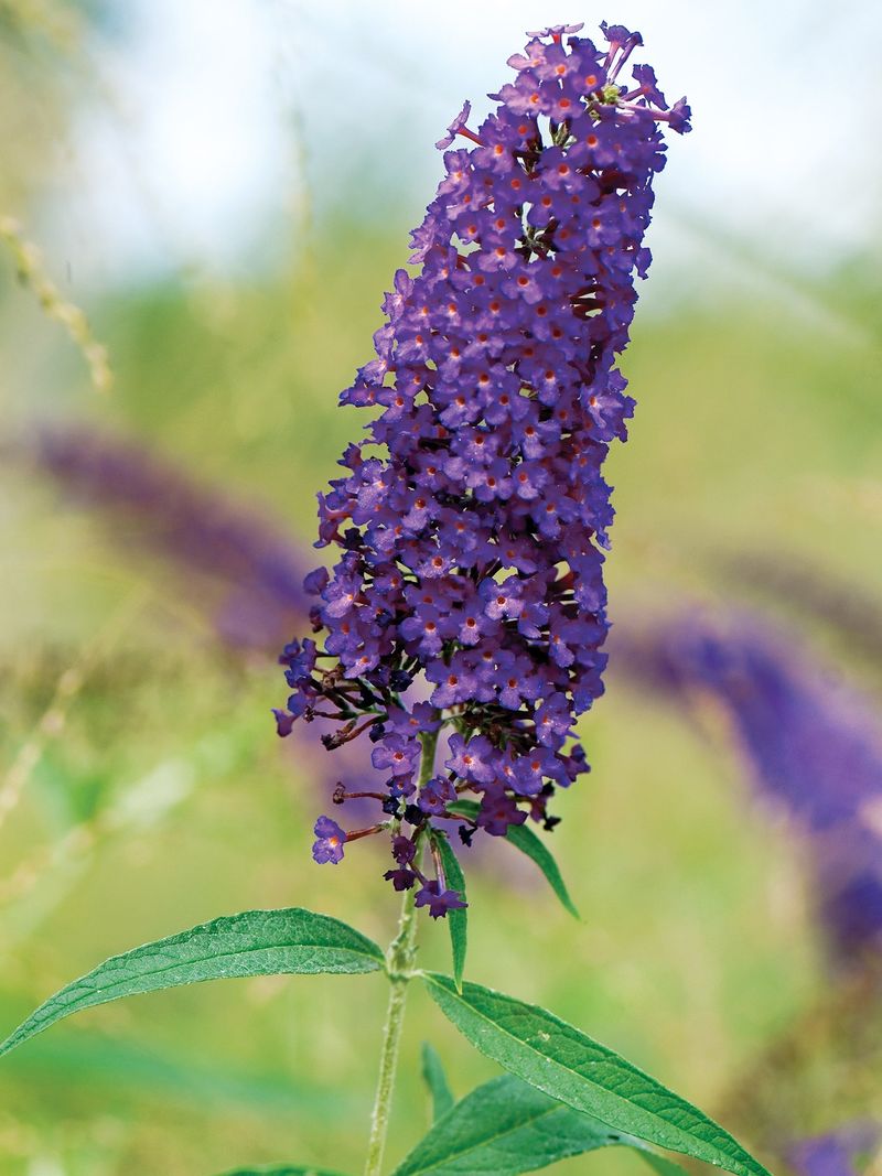 Butterfly Bush