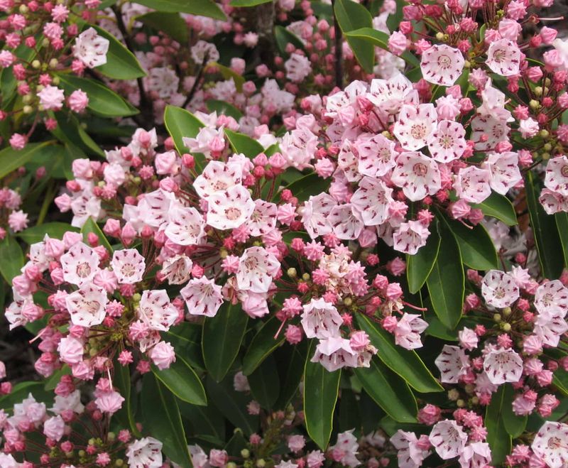 Mountain Laurel (Kalmia latifolia)