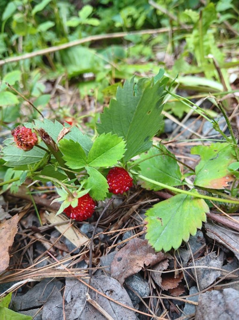 Wild Strawberries (Ground Cover Types)