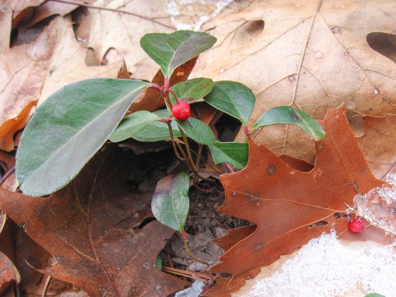 Wintergreen