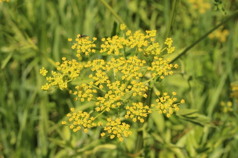 Wild Parsnip (Pastinaca sativa)