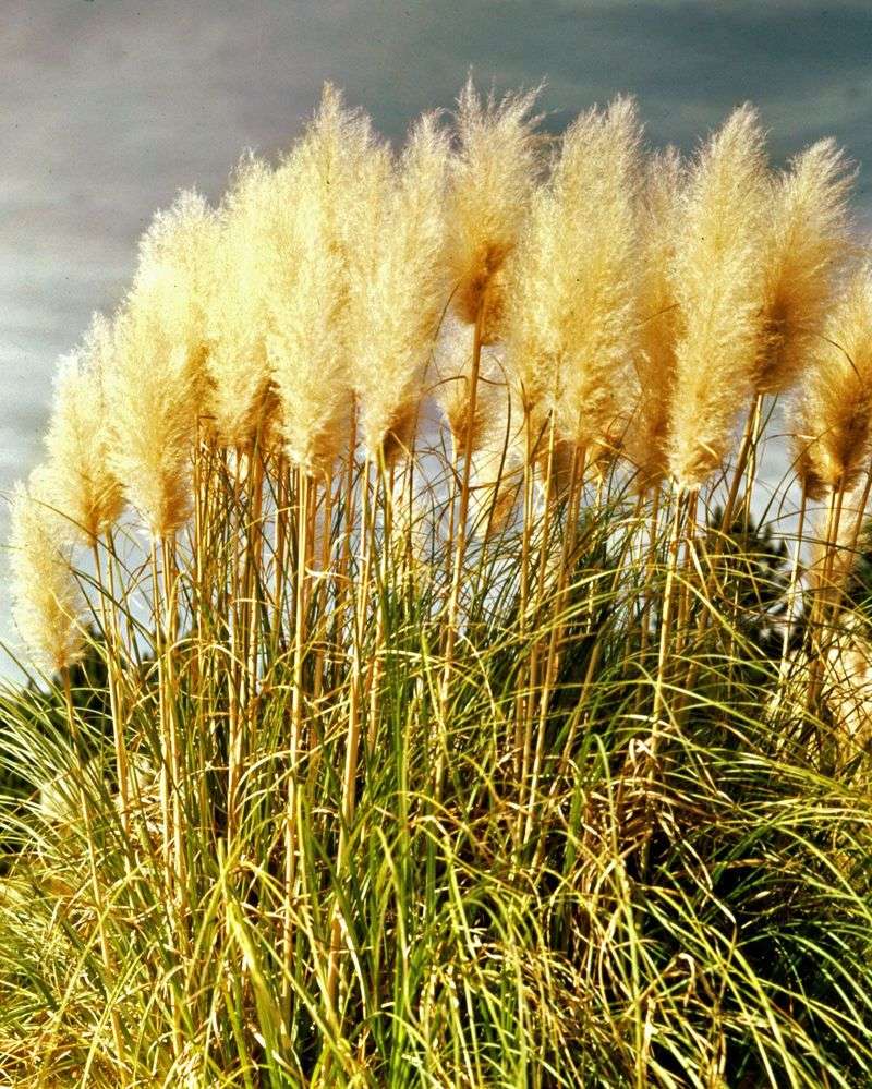 Pampas Grass (Cortaderia selloana)