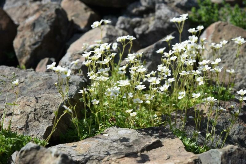 Saxifrage
