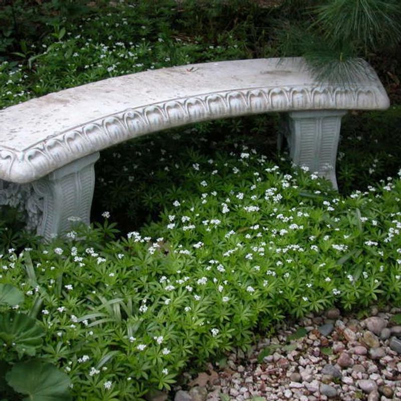 Sweet Woodruff (Galium odoratum)