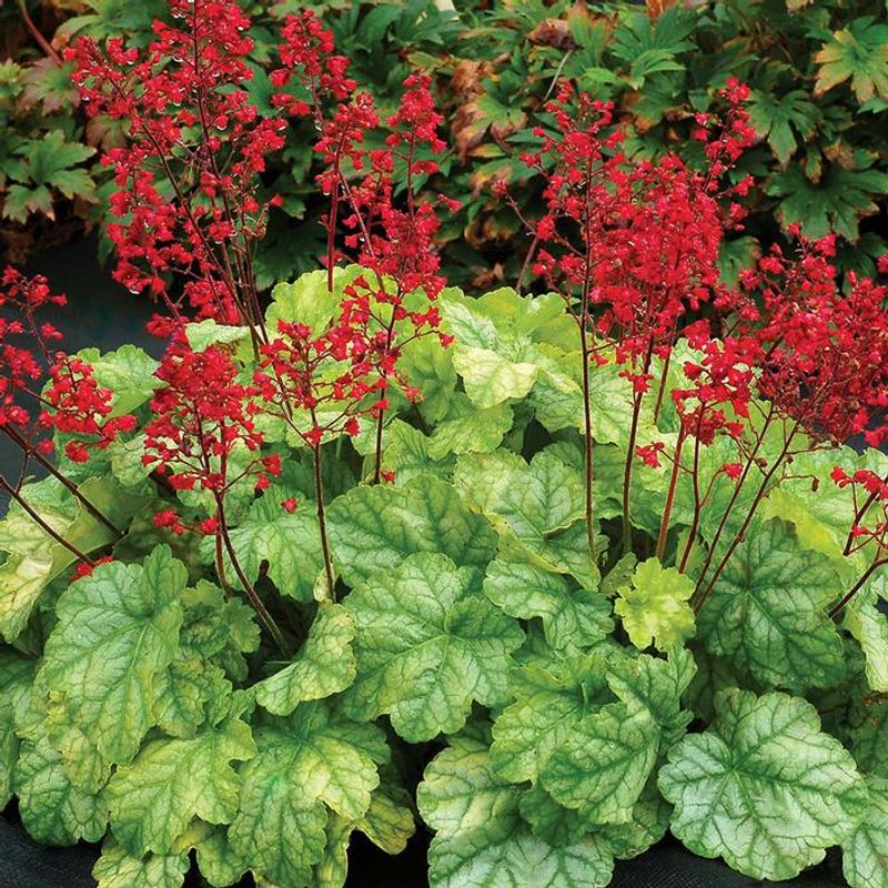 Coral Bells
