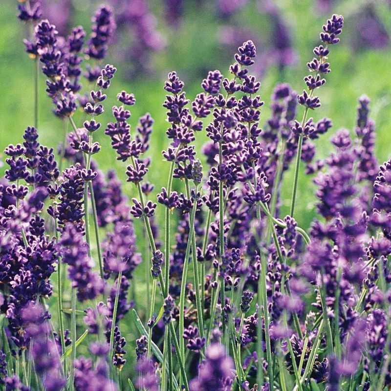 Lavandula Angustifolia