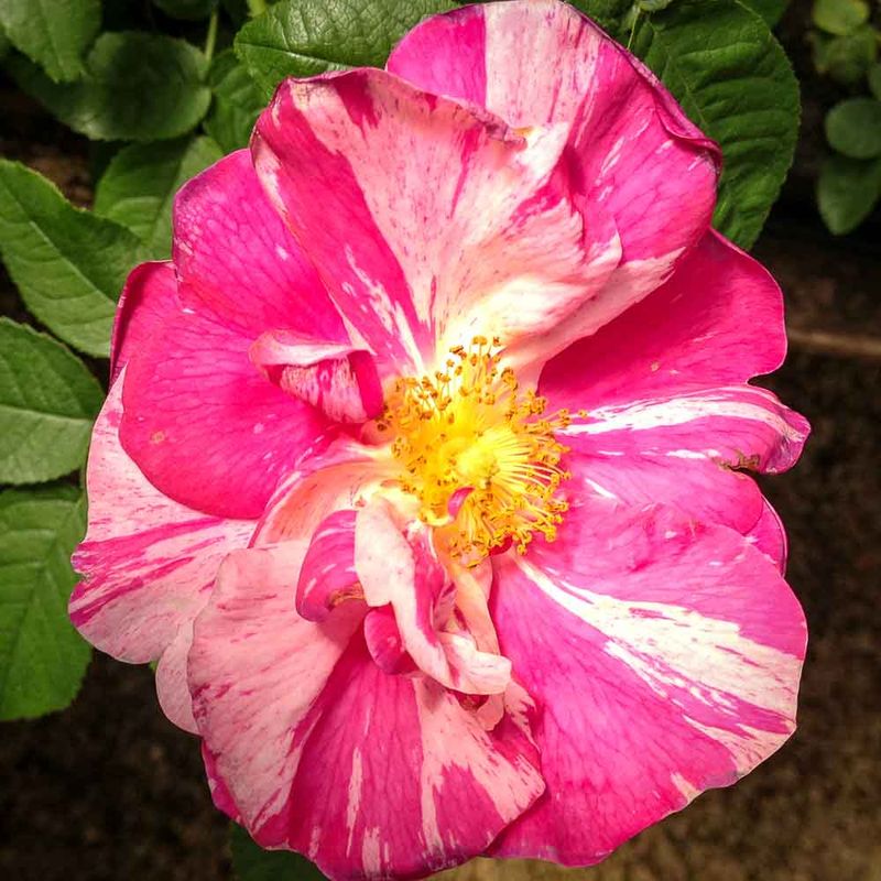 Rosa ‘Rosa Mundi’ (Ancient Gallica)
