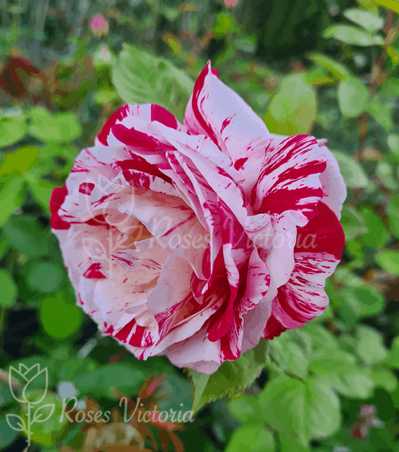Rosa ‘Peppermint Twist’