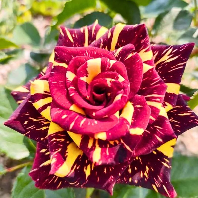 Rosa ‘Hocus Pocus’