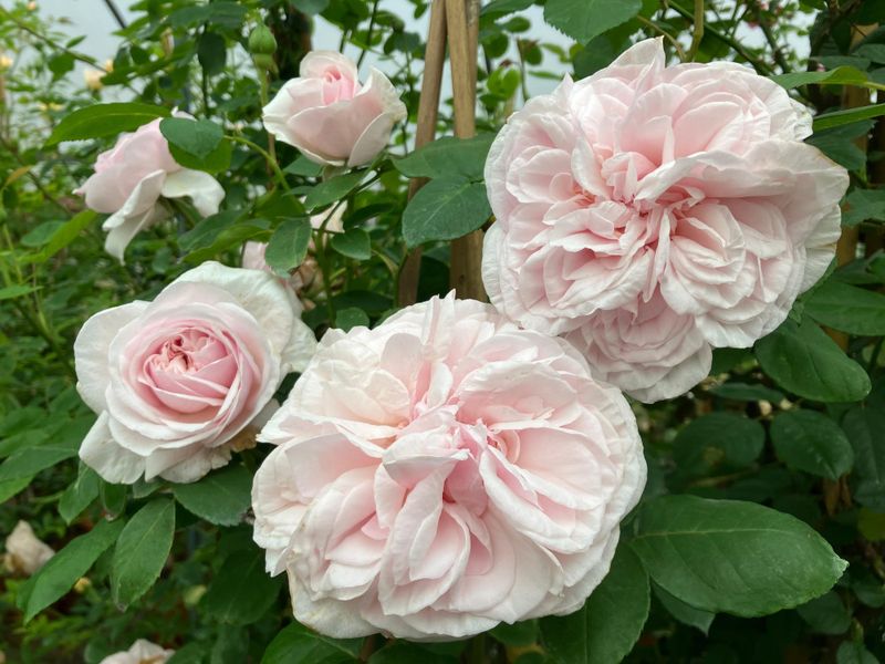 Rosa ‘Souvenir de la Malmaison’ (Striped Sport)