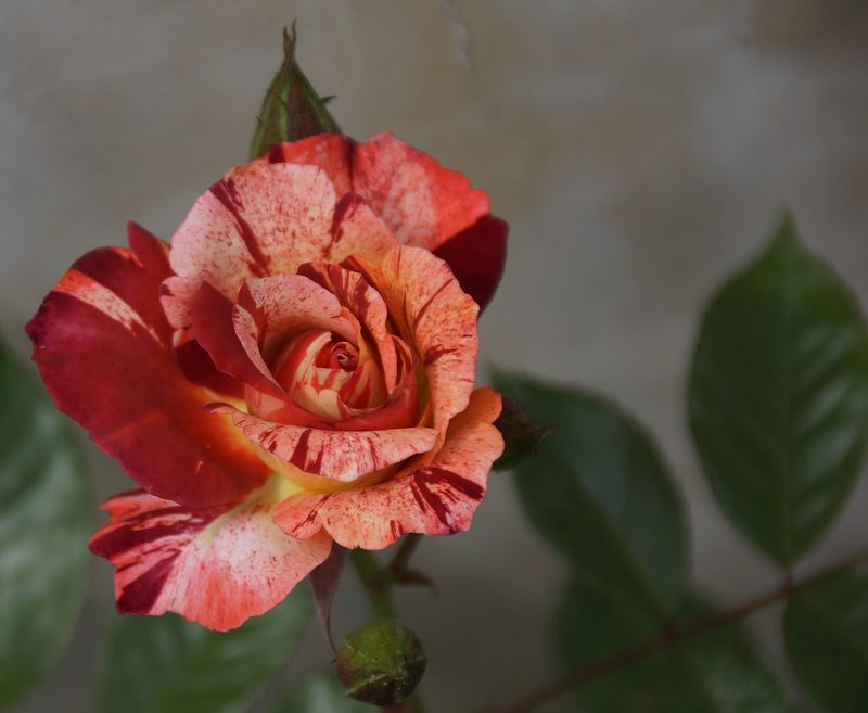 Rosa ‘Tropical Lightning’