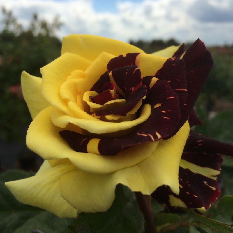 Rosa ‘Tiger Stripe’ (aka ‘Abracadabra’)